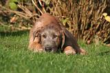 IRISH WOLFHOUND 413